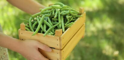 TOMRA Food green beans sorting