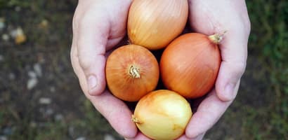 TOMRA Food onions sorting