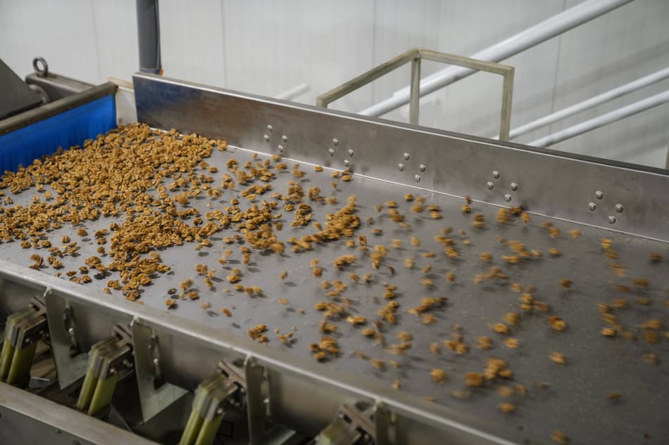 Walnuts on a sorting belt during processing