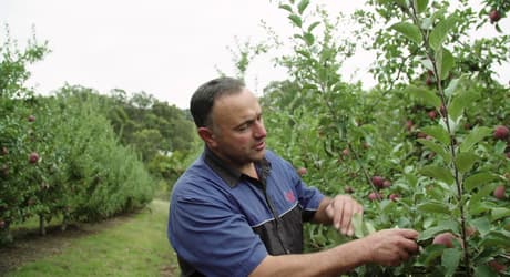 Ceravolo apple orchard