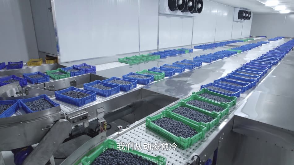 Blueberries moving through the TOMRA Curo filling machine