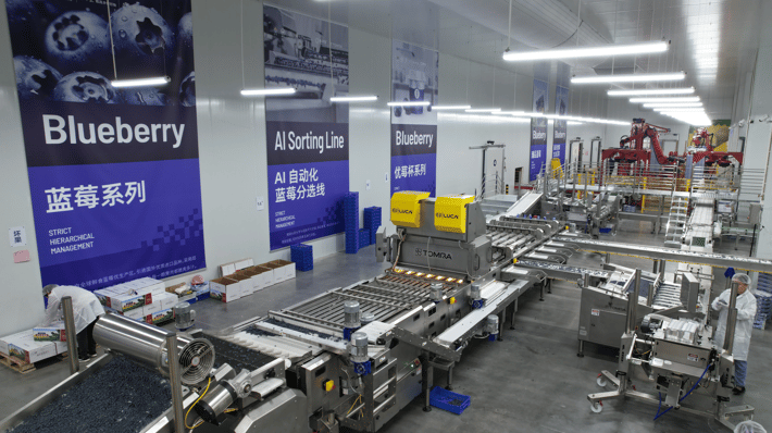 Machines in Decai's automated blueberry packhouse with blueberry posters on the wall