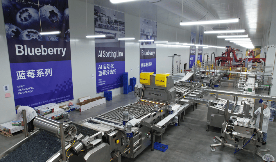 Machines in Decai's automated blueberry packhouse with blueberry posters on the wall