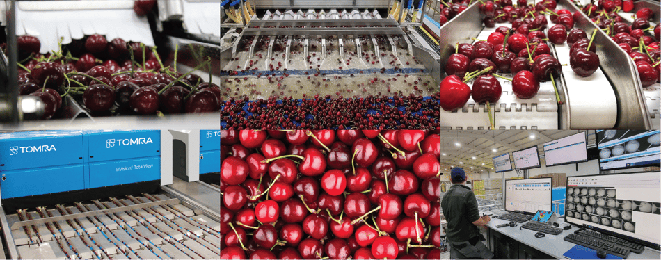 cherry's defects and blemishes