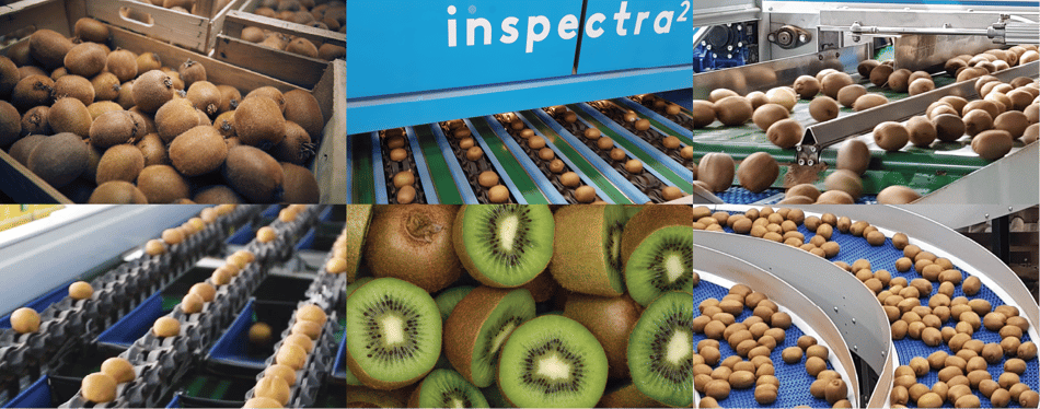 An assortment of images of kiwifruit including whole kiwi, halved kiwis, and kiwifruit traveling through a TOMRA sorting machine