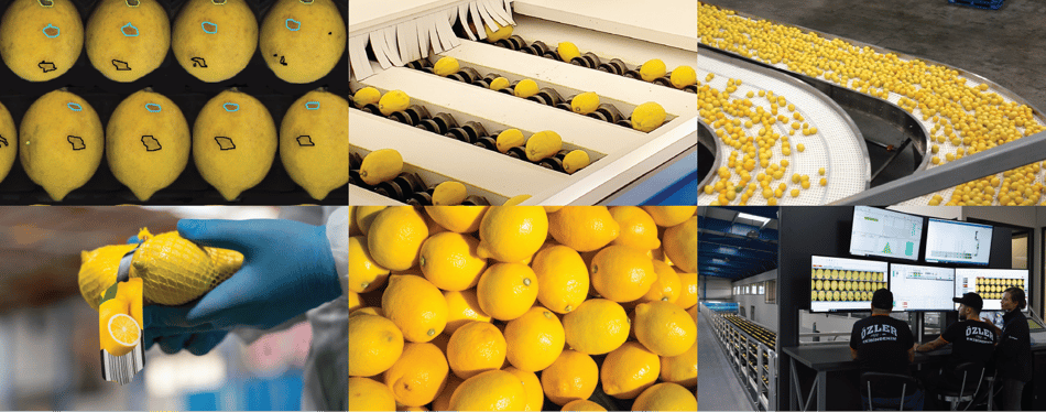 lemon defects and blemishes