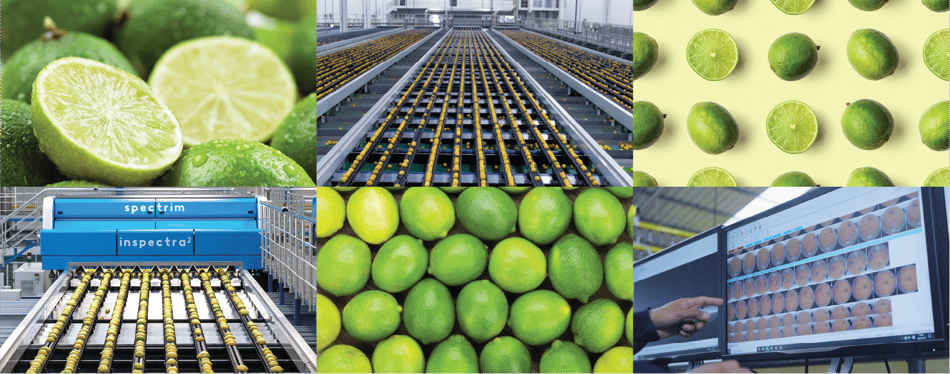 Several photos of limes and limes moving through an optical sorting machine