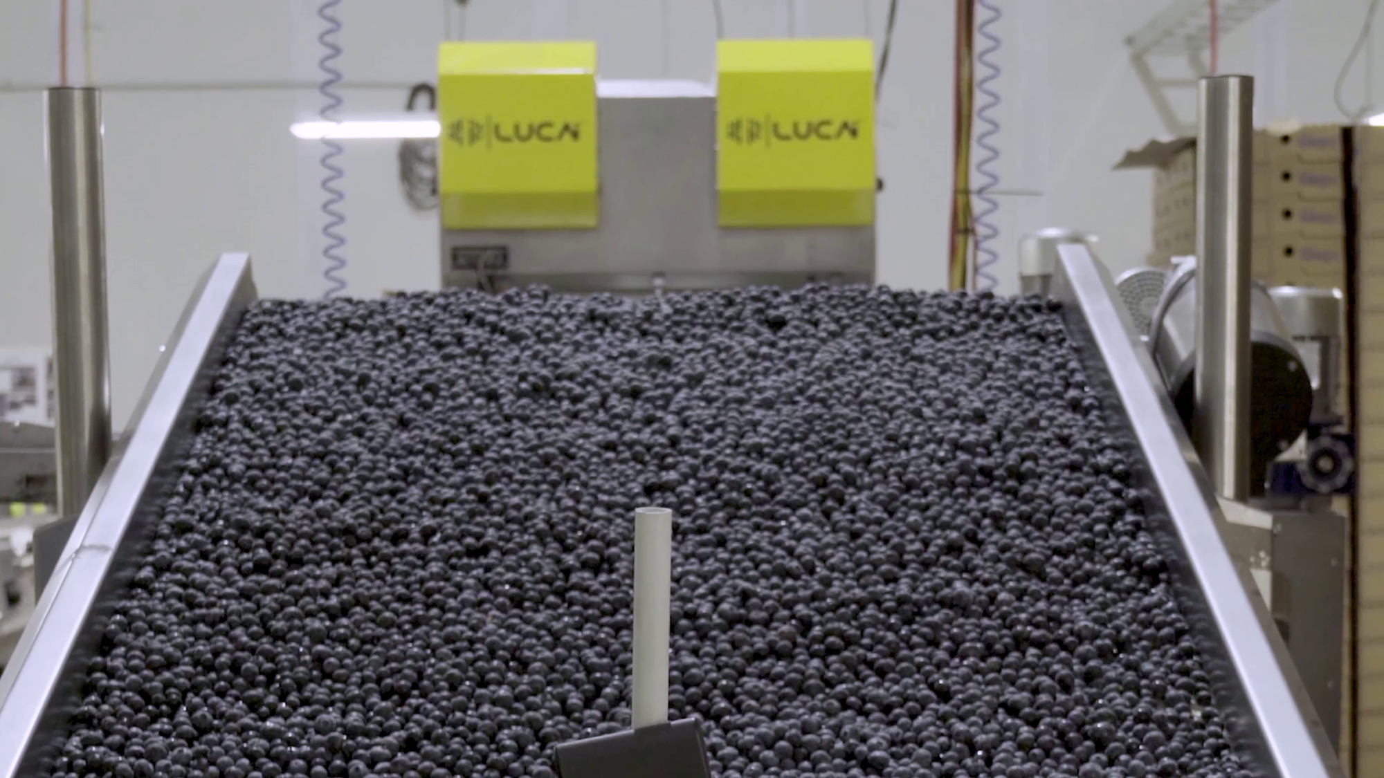 Blueberry sorting in TOMRA machine