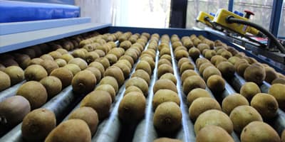 TOMRA kiwifruit sorting