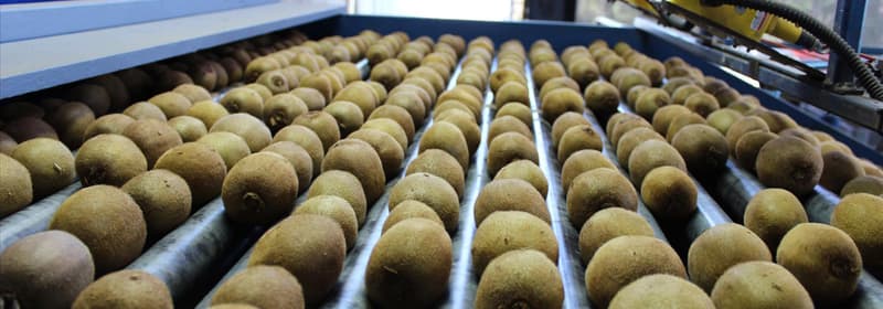 TOMRA kiwifruit sorting