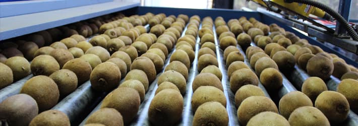 TOMRA kiwifruit sorting