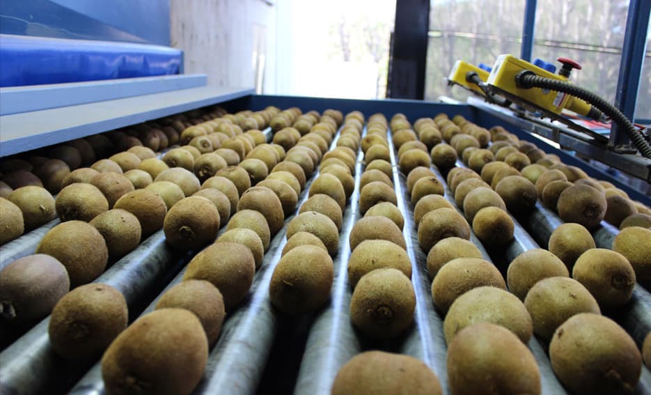 TOMRA kiwifruit sorting