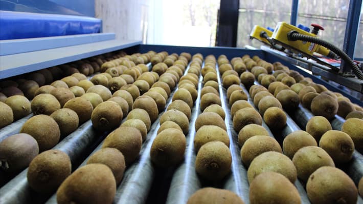 TOMRA kiwifruit sorting