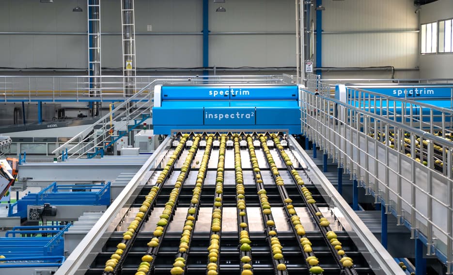 lemons moving through TOMRA inspectra