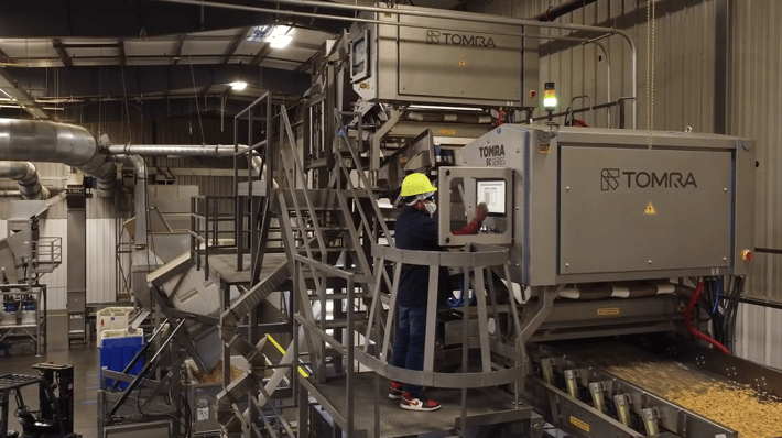 A TOMRA 5C sorting walnuts at Omega Walnut in California