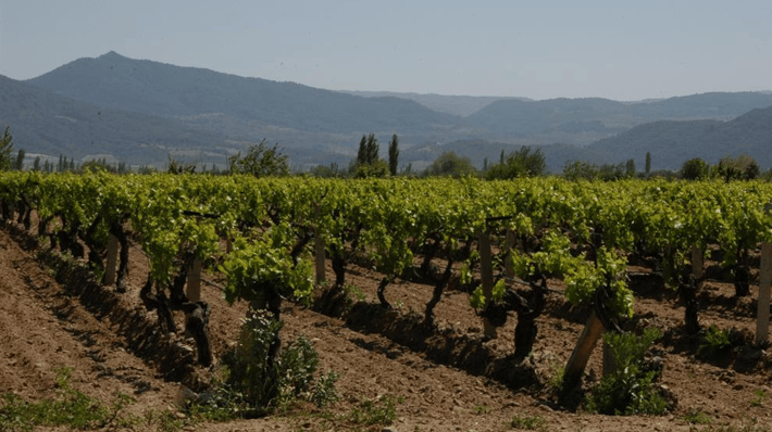 Orka Tarim, raisin processor in Turkey