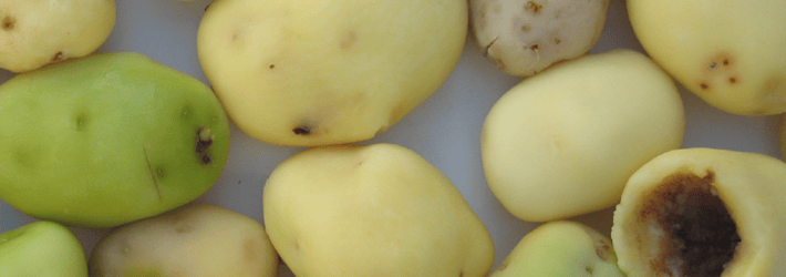 TOMRA 3A potato sorting