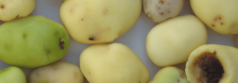 TOMRA 3A potato sorting