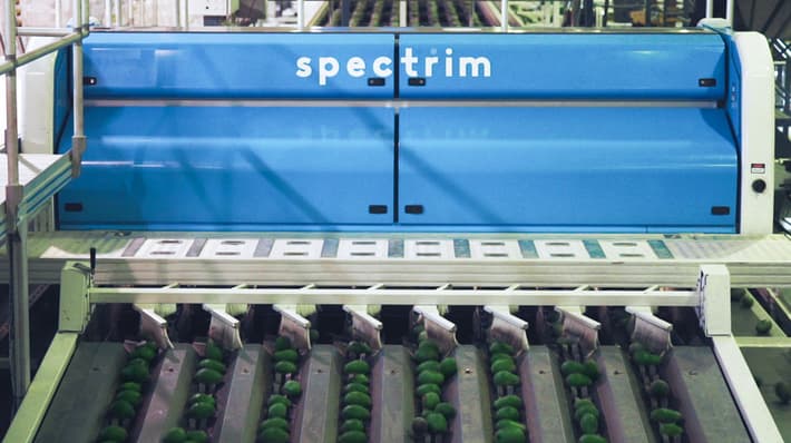 Spectrim machine sorting avocados