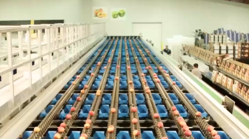 image: Stone fruit in factory