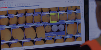 A photo of a person operating the LUCAi user interface on a computer monitor featuring many images of oranges with a severity rating
